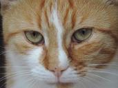 pet-cat-cat-face-domestic-cat-797337.jpg