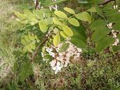 White acacia flowers in green leaves.jpg