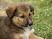 puppy-young-dog-cute-dog-young-374991.jpg