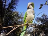 bird-tree-sky-parrots-1581258.jpg