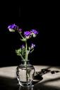 flowers-the-darkness-purple-flowers-1566638.jpg