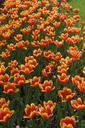 orange-yellow-tulips-flower-359987.jpg