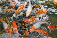 koi-fish-pond-koi-fish-water-1081787.jpg