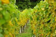 vineyards-winegrowing-vines-autumn-697091.jpg