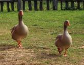 geese-birds-goose-domestic-fowls-201990.jpg