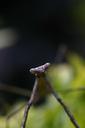 praying-mantis-insect-171474.jpg