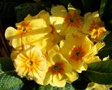 primrose-yellow-flower-spring-flower-1281055.jpg