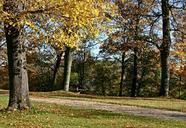 park-away-autumn-forest-leaves-558001.jpg