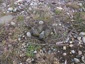 eggs-nest-queltehues-egg-193399.jpg