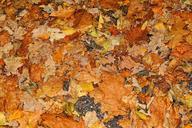 autumn-leaves-golden-autumn-533844.jpg