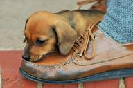 puppy-brown-sausage-shoe-leather-316077.jpg