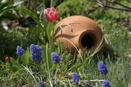 still-life-object-garden-nature-111171.jpg