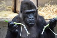 gorilla-ape-primate-wildlife-1024297.jpg