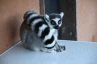 lemur-animal-madagascar-wild-1275733.jpg