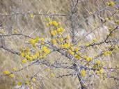 Acacia etosha.JPG