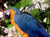 parrot-feathers-colorful-1587829.jpg