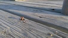 boardwalk-beach-wood-boards-wooden-1205275.jpg