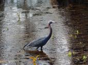 heron-egret-bird-animal-nature-318283.jpg