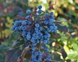 berries-blue-fruit-plant-204936.jpg