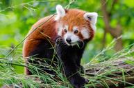 Red Panda (29120241883).jpg