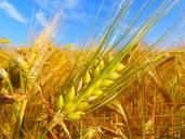 fields-nature-wheat-summer-1417354.jpg