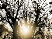 dusk-tree-dry-leave-branches-1115404.jpg