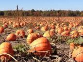 pumpkins-field-autumn-fall-92101.jpg