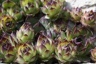 succulents-rock-garden-exotic-330923.jpg