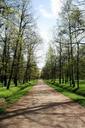 path-pedestrian-trees-rows-lined-314855.jpg