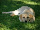 labrador-retriever-dog-animal-188316.jpg