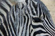 animals-zebra-stripes-zoo-eyes-1002575.jpg