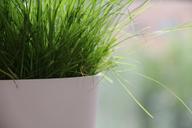 flowerpot-green-lush-nature-lawn-367693.jpg