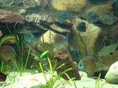 aquarium-fish-underwater-669079.jpg