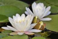 water-lilies-white-aquatic-plant-505196.jpg