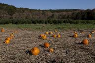 Pumpkin patch near Litchfield, Connecticut LCCN2012631577.tif.tiff