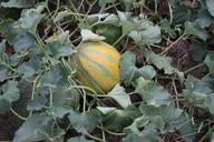 fresh-garden-juicy-melons-sweet-87372.jpg