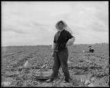 Florin,_California._Farm_mother_of_Japanese_ancestry_picking_strawberries_a_few_days_prior_to_evacuation._-_NARA_-_537847.jpg