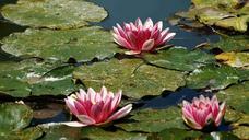 water-lilies-nature-pink-pond-361630.jpg