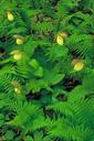 Yellow orchid blossoms on plants in bright green ferns.jpg