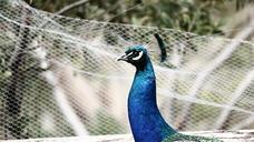 peacock-bird-animal-feather-572419.jpg