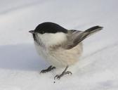 willow-tit-tit-willow-tit-willow-100293.jpg