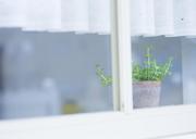 Fresh-plant-in-a-pot-on-an-old-retro-window-sill.jpg