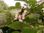 Closeup of flowered acacia tree.jpg