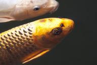 brocade-carp-koi-carp-fish-swim-1298626.jpg