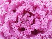 ornamental-cabbage-leaves-kraus-779941.jpg