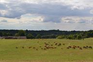 fields-herd-cows-horses-field-928362.jpg