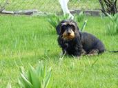 dog-dachshund-garden-638496.jpg