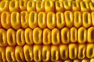 corn-cereals-yellow-corn-eat-57774.jpg