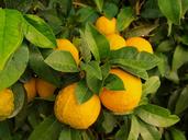 lemons-tree-wild-fruit-citrus-1368367.jpg