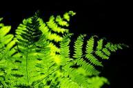 ferns-bush-forest-green-bracken-276018.jpg